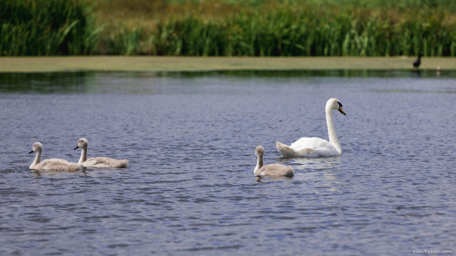 Mother swan with small swan babies (cygnets)