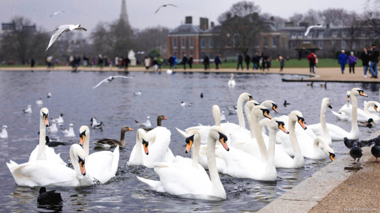 White swans at Kensington Gardens Park