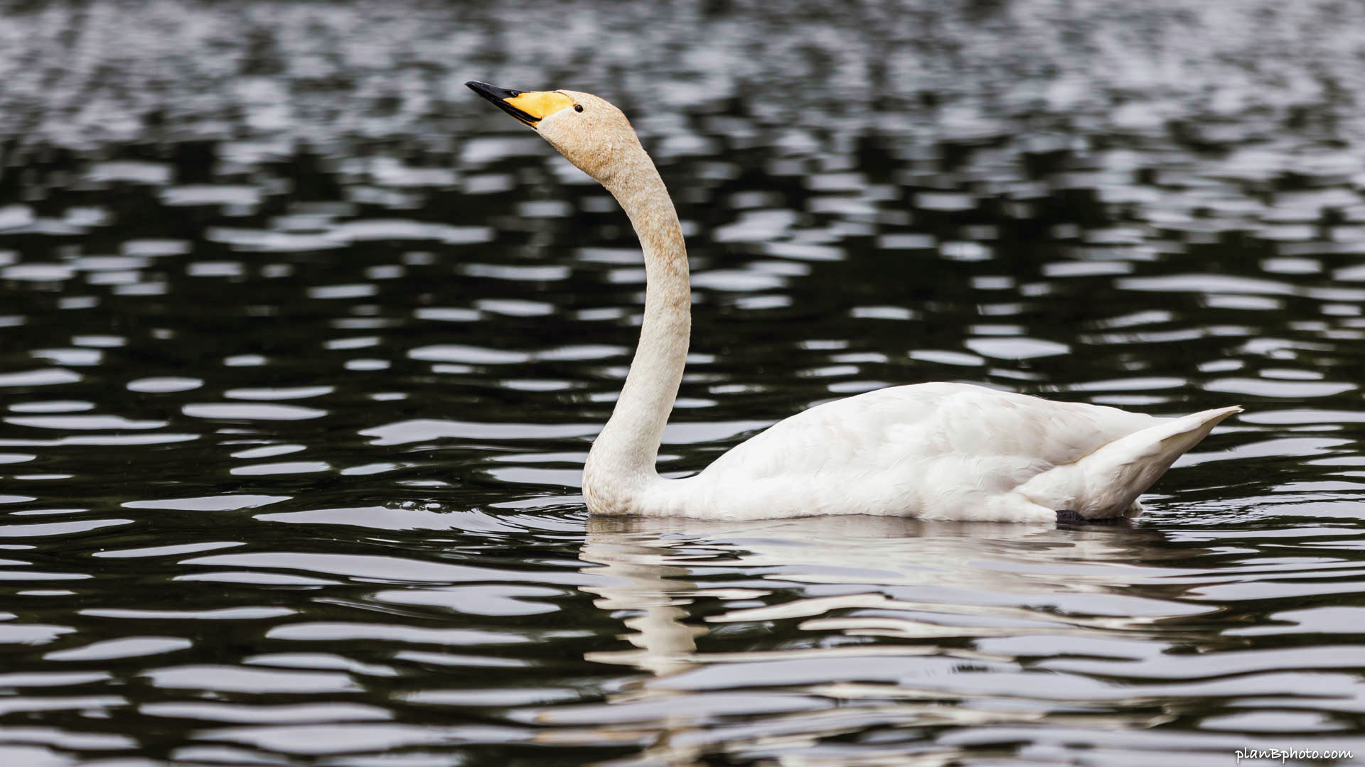 Whooper swan - white swan with yellow and black beak near London