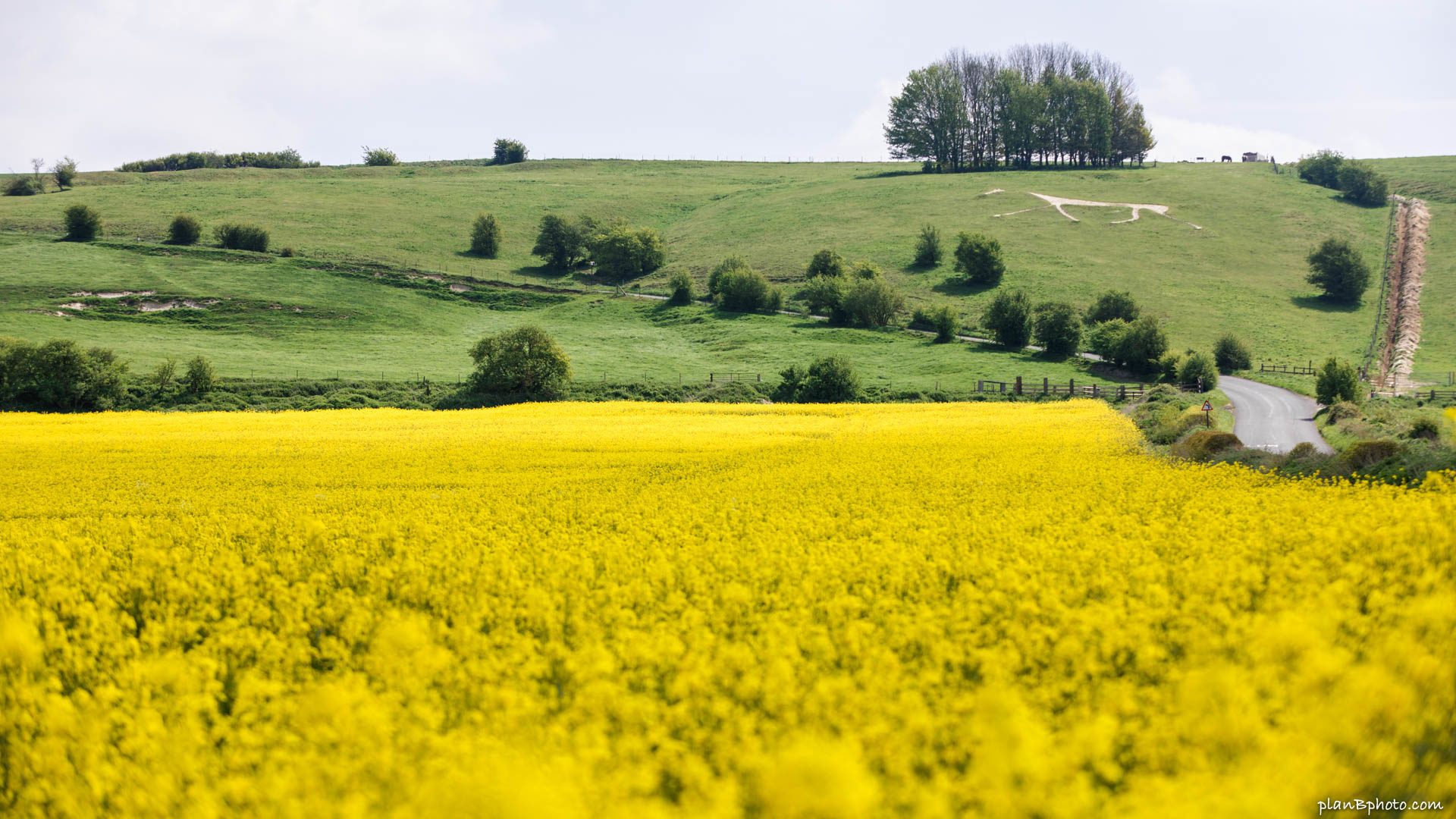 Yellow canola field in England near a white horse