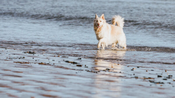 Yellow dog walking in a sea