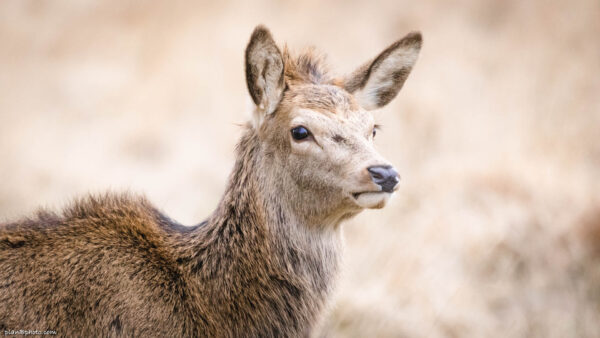 Young red deer, also called calf in Richmond Park