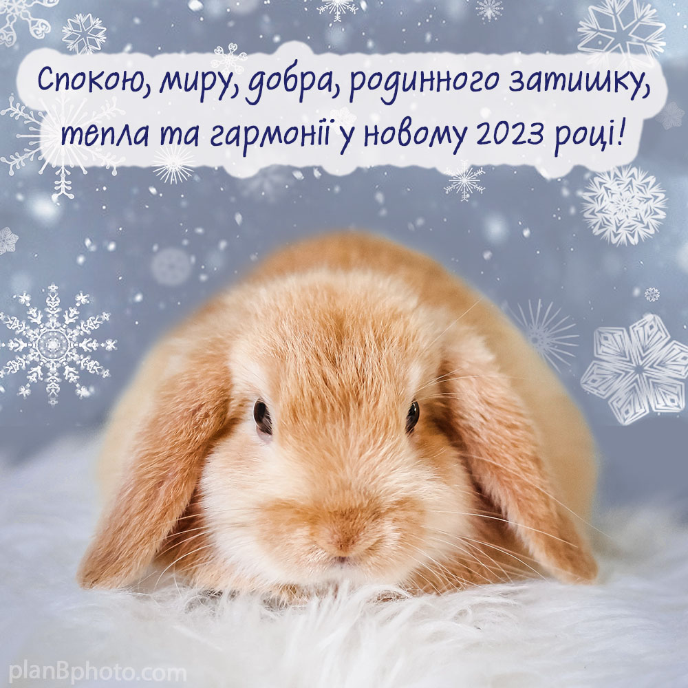 Привітання з роком кролика 2023 з побажанням миру в новому році
