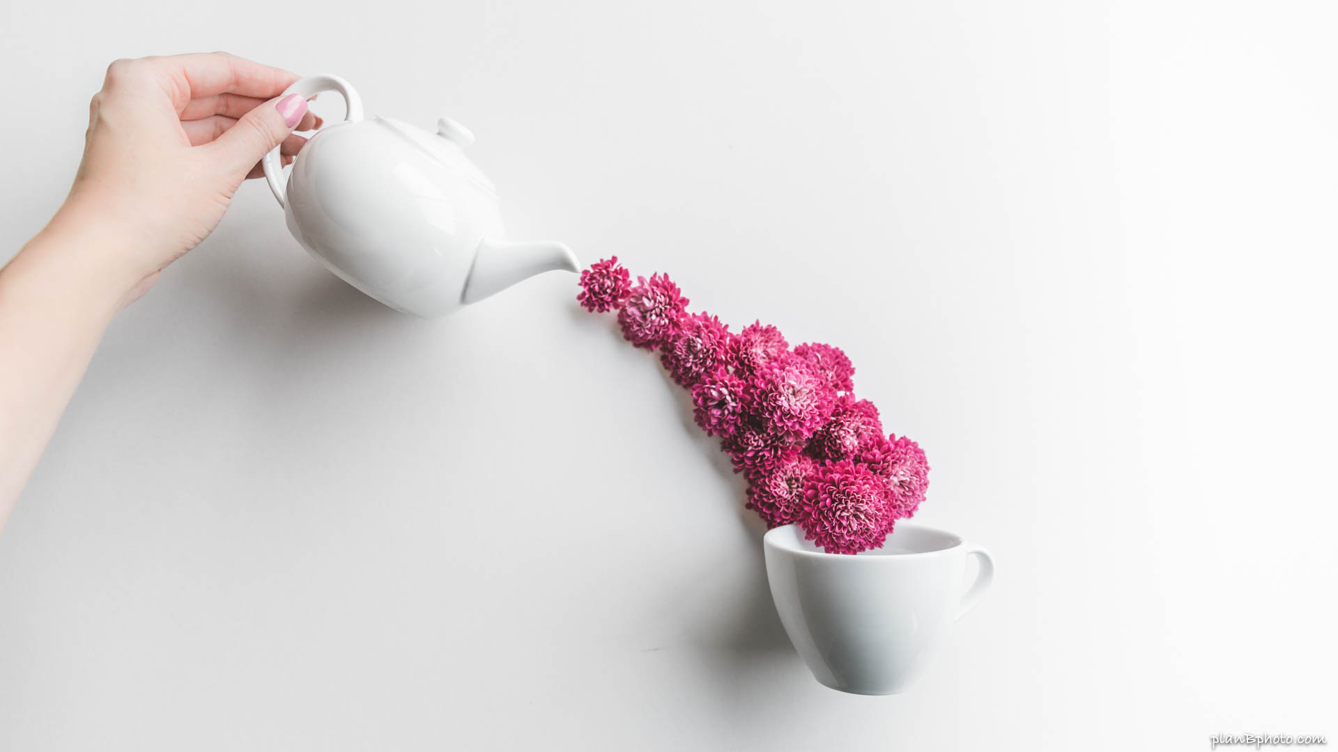 Flowers pouring from a tea pot into a tea cup on white background
