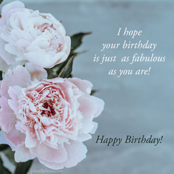 blush pink peonies birthday card