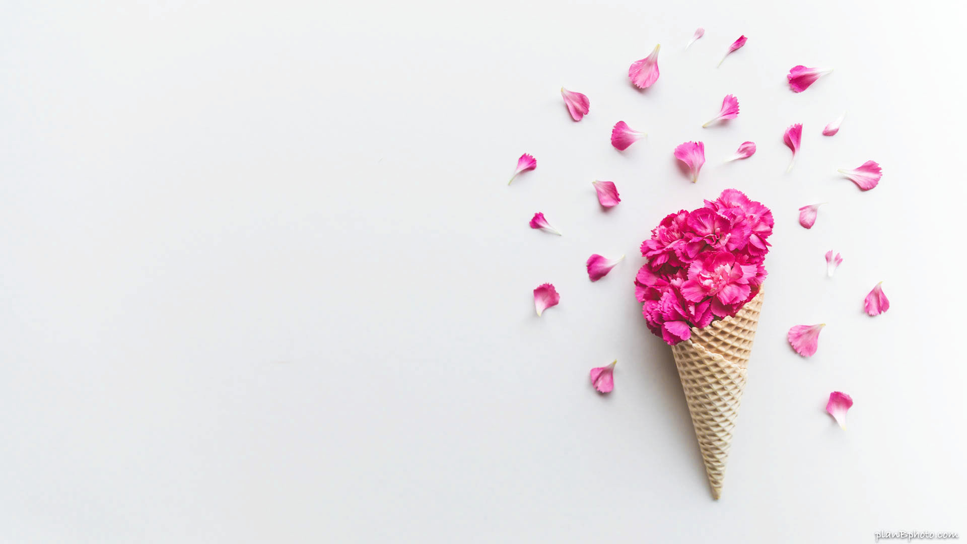 Carnation flowers in an ice-cream cone flatlay on a white background