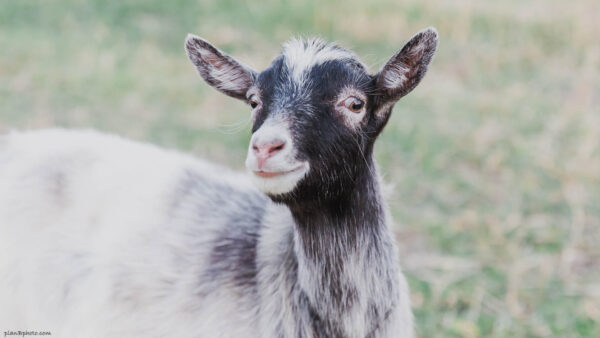 funny curious goat