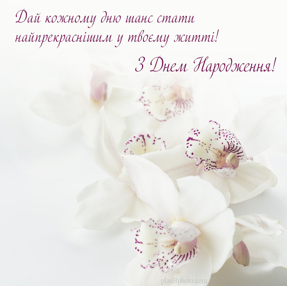 з днем народження листівка з білими орхідеями