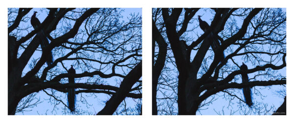 Peacocks sitting on a tree at dust