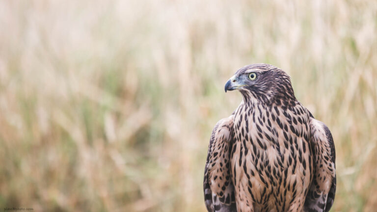 peregrine x Lanner falcon bird