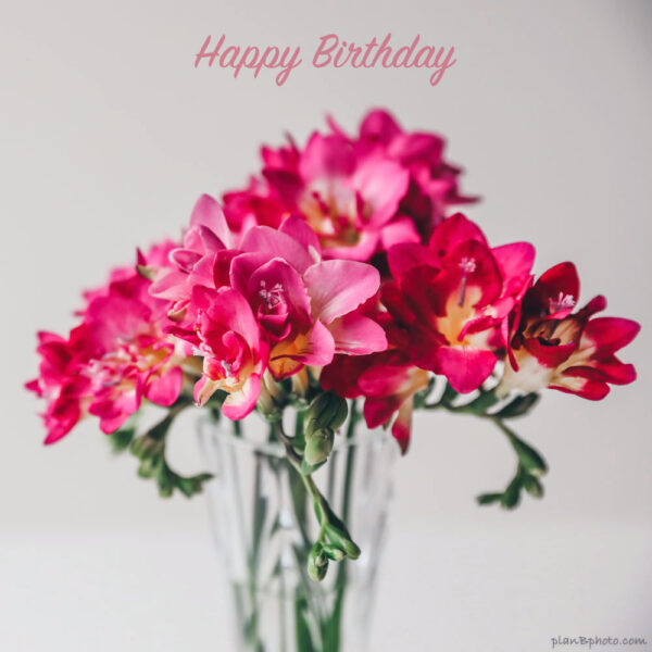 Bouquet of pink freesia flowers