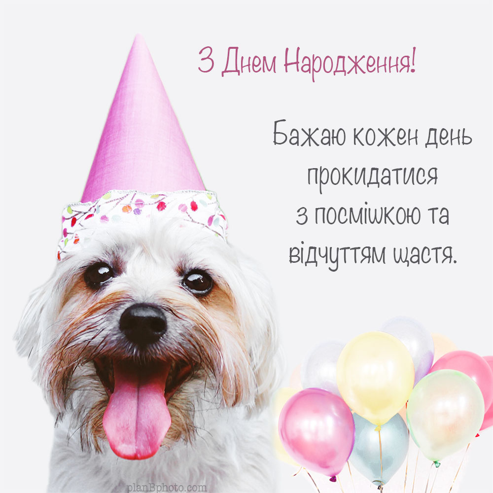 листівка привітання з собачкою на день народження