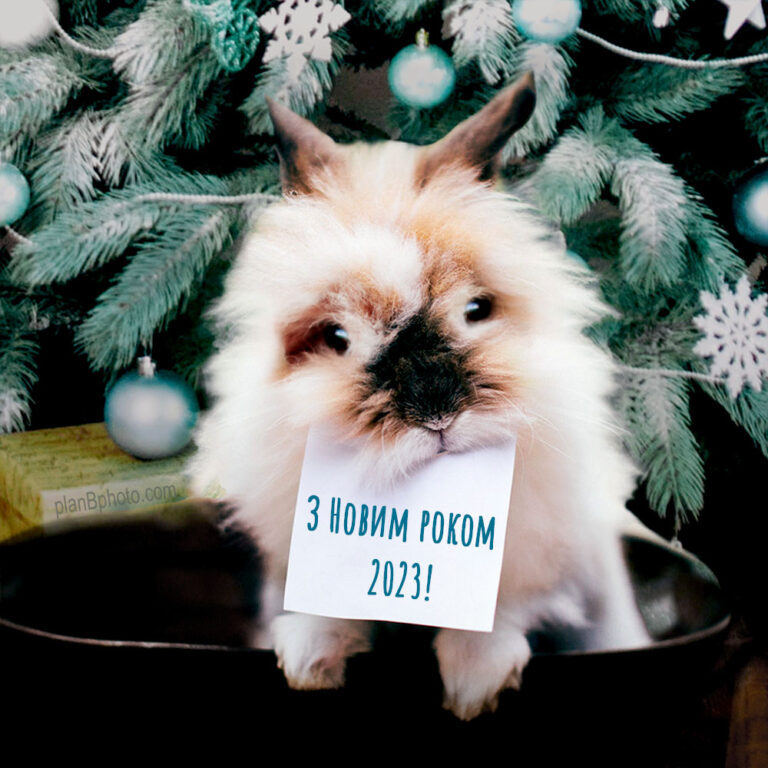 Happy New Year 2023 from a bunny