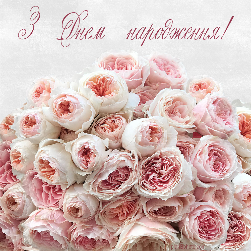 Gorgeous roses with words Happy birthday in Ukrainian language