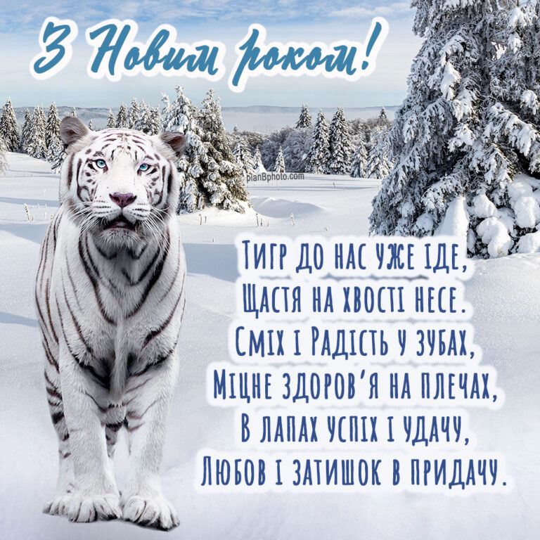 Новорічна листівка українською мовою з білим тигром