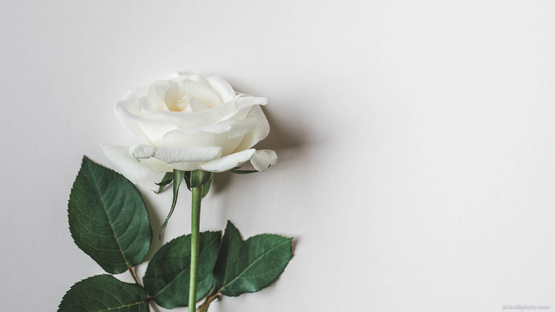 White rose on white background