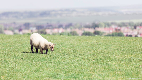 white sheep