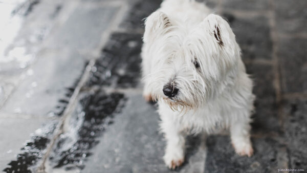 white terrier dog looking at the side