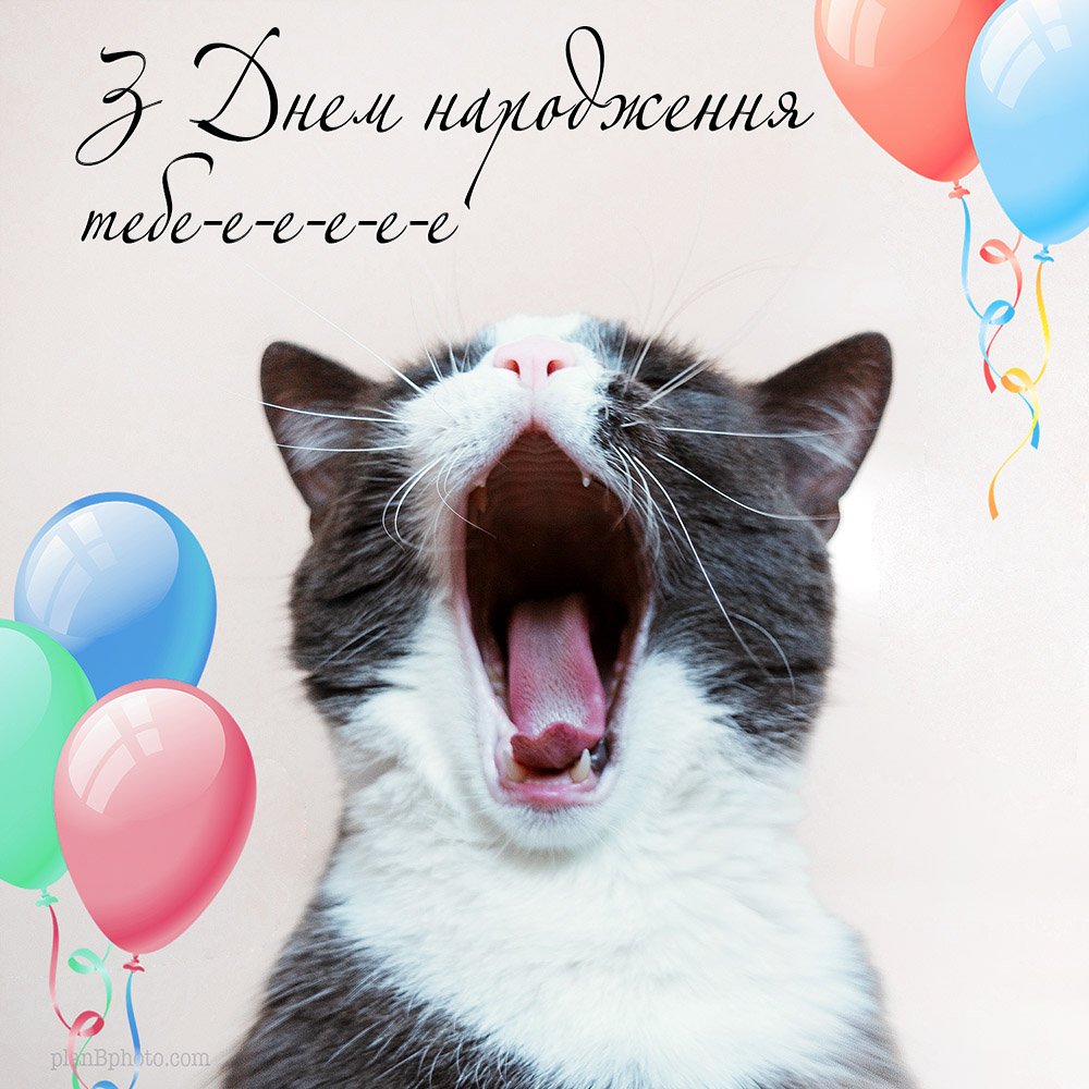 Кіт співає з Днем народження тебе